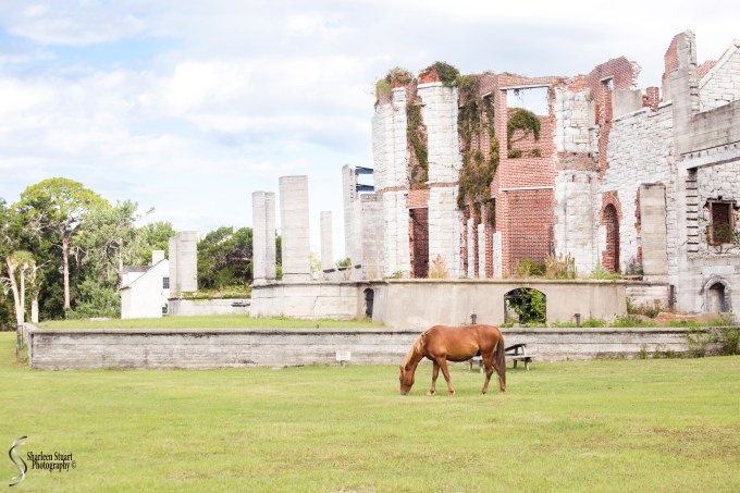 Cumberland Island trip Georgia: October 11, 2019: 2288