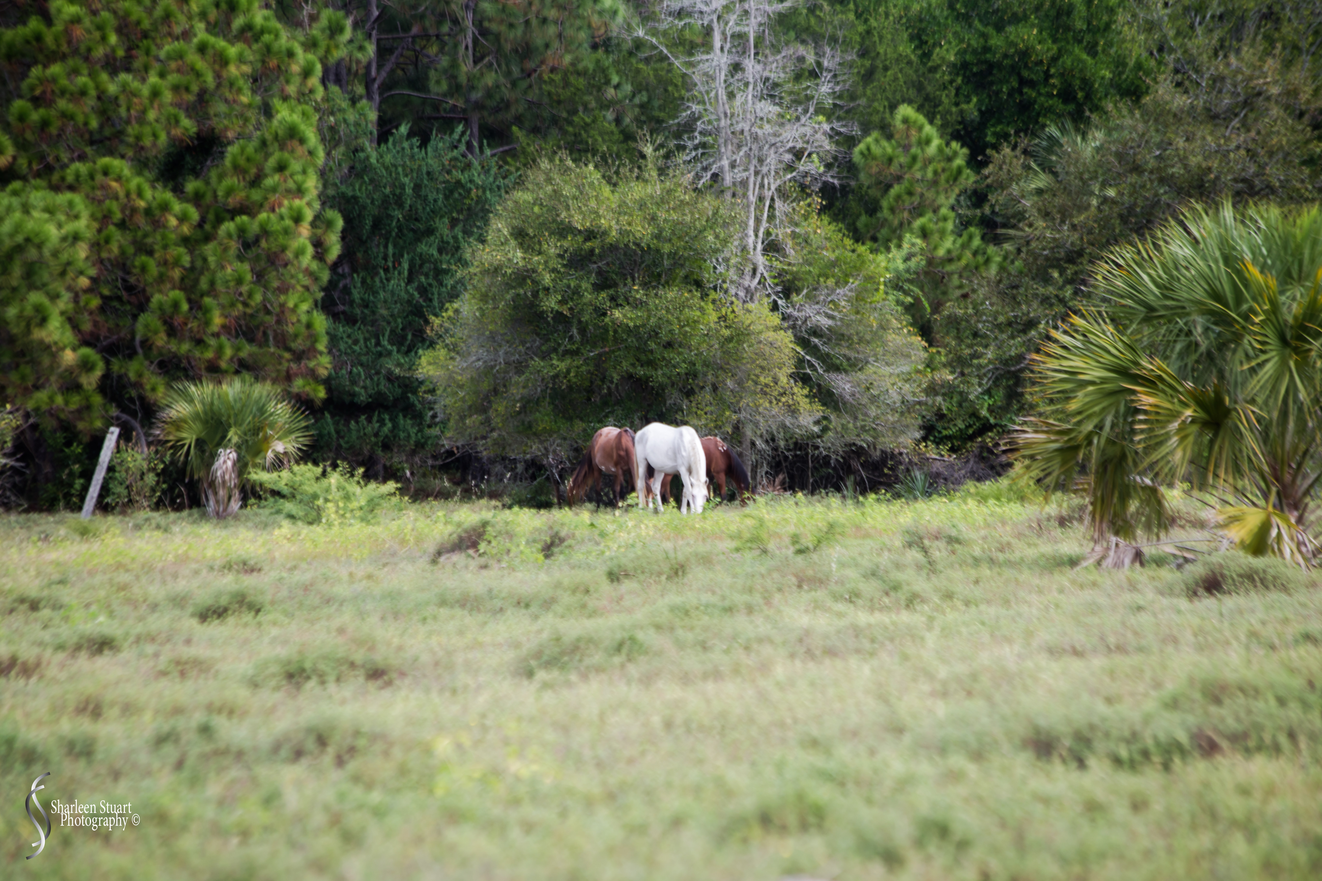 Cumberland Island trip Georgia:  October 11, 2019: 2292