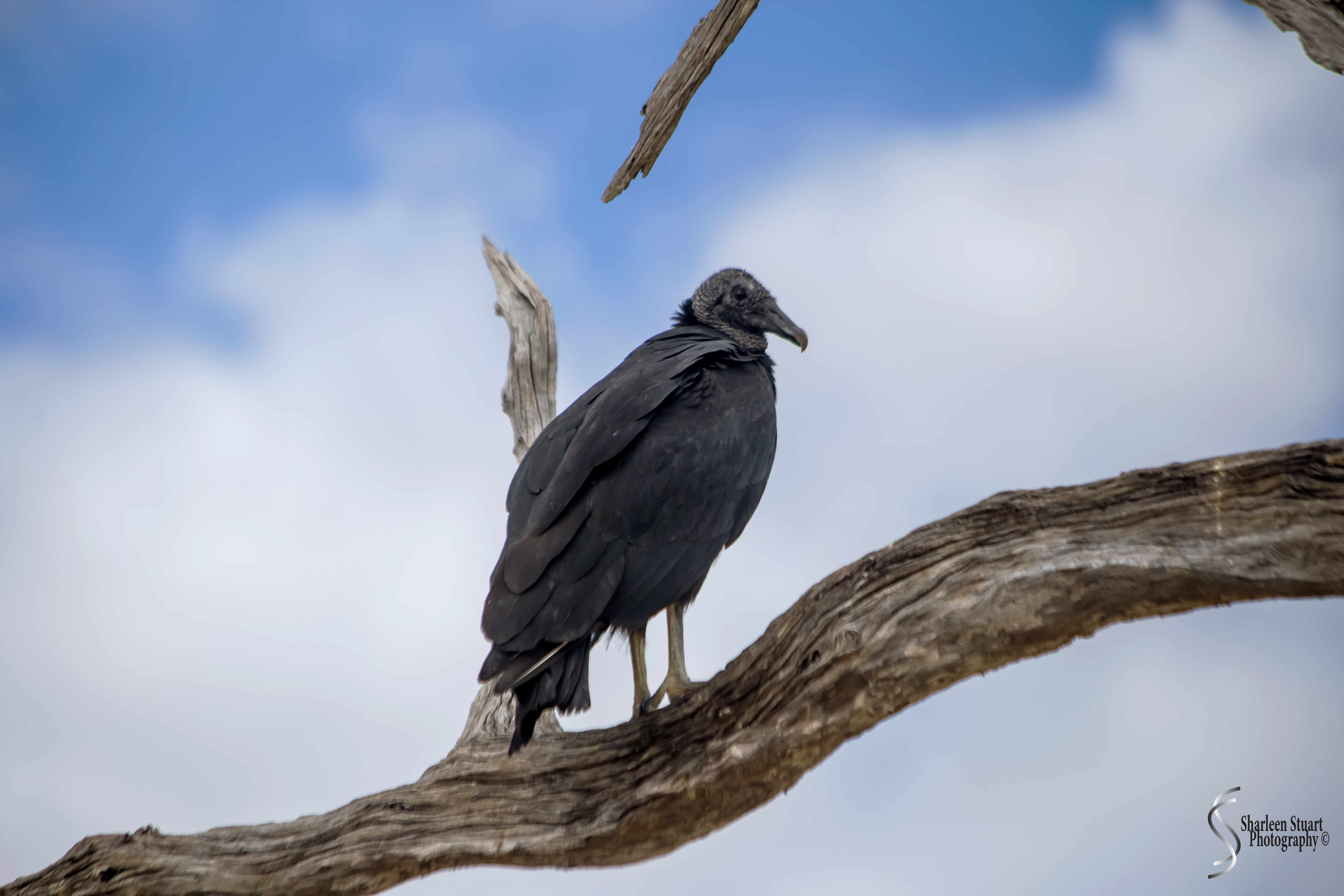 Cumberland Island trip Georgia:  October 11, 2019: