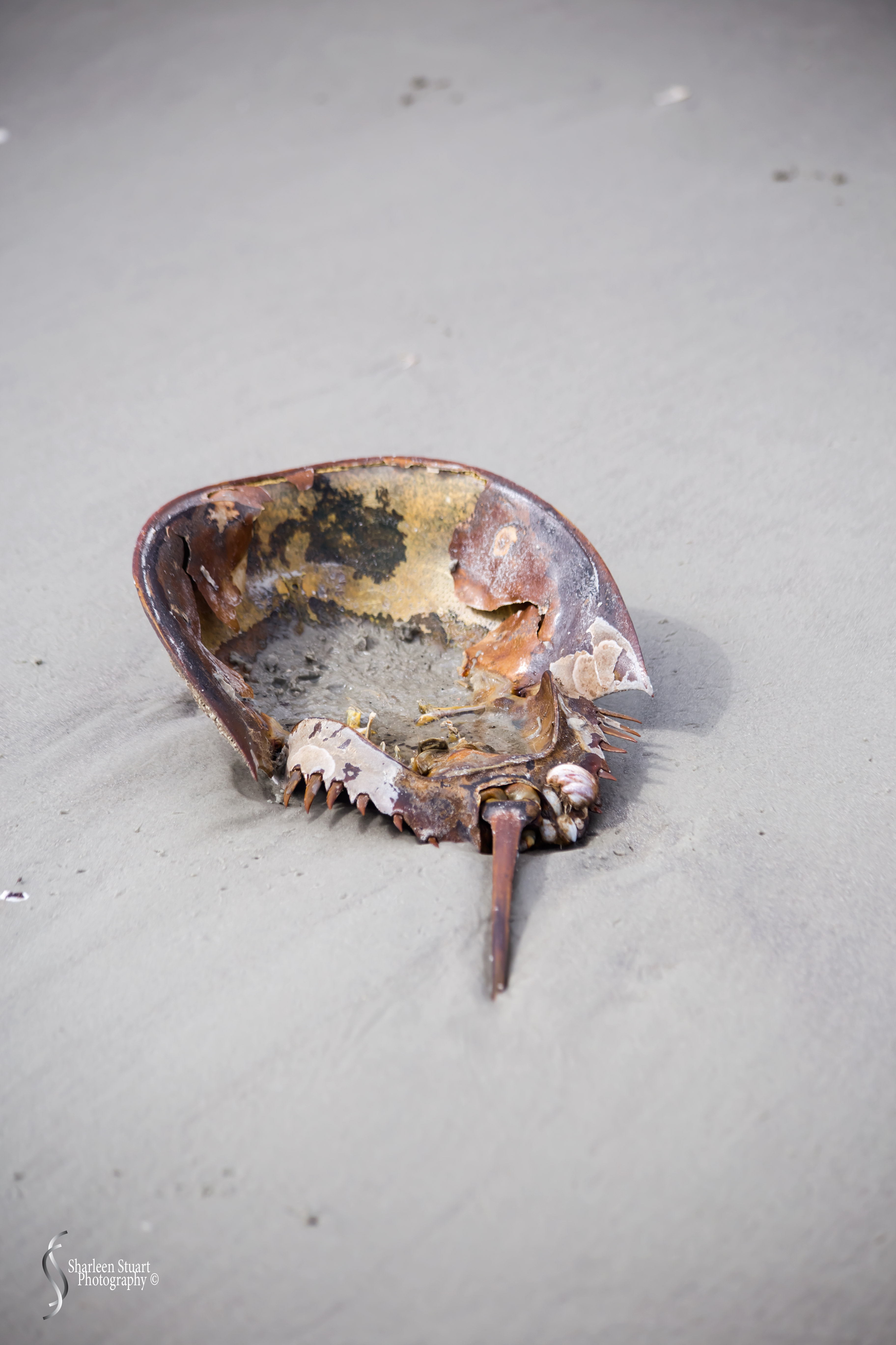 Cumberland Island trip Georgia:  October 11, 2019: 2328