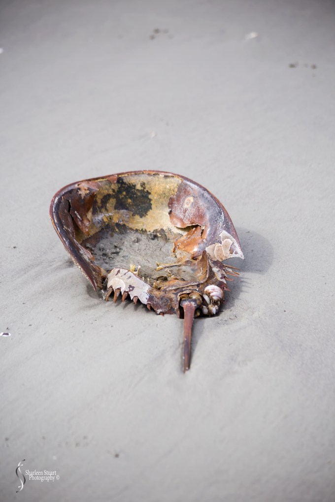 Cumberland Island trip Georgia:  October 11, 2019: 2328