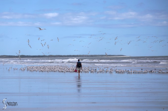 Cumberland Island trip Georgia:  October 11, 2019: 2404