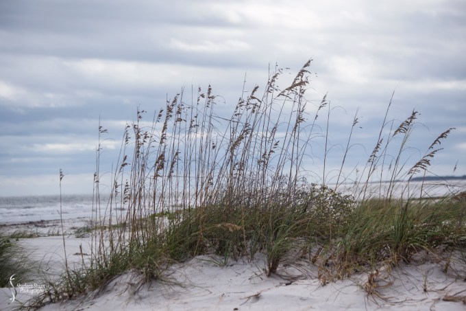 Cumberland Island trip Georgia:  October 11, 2019: 2452