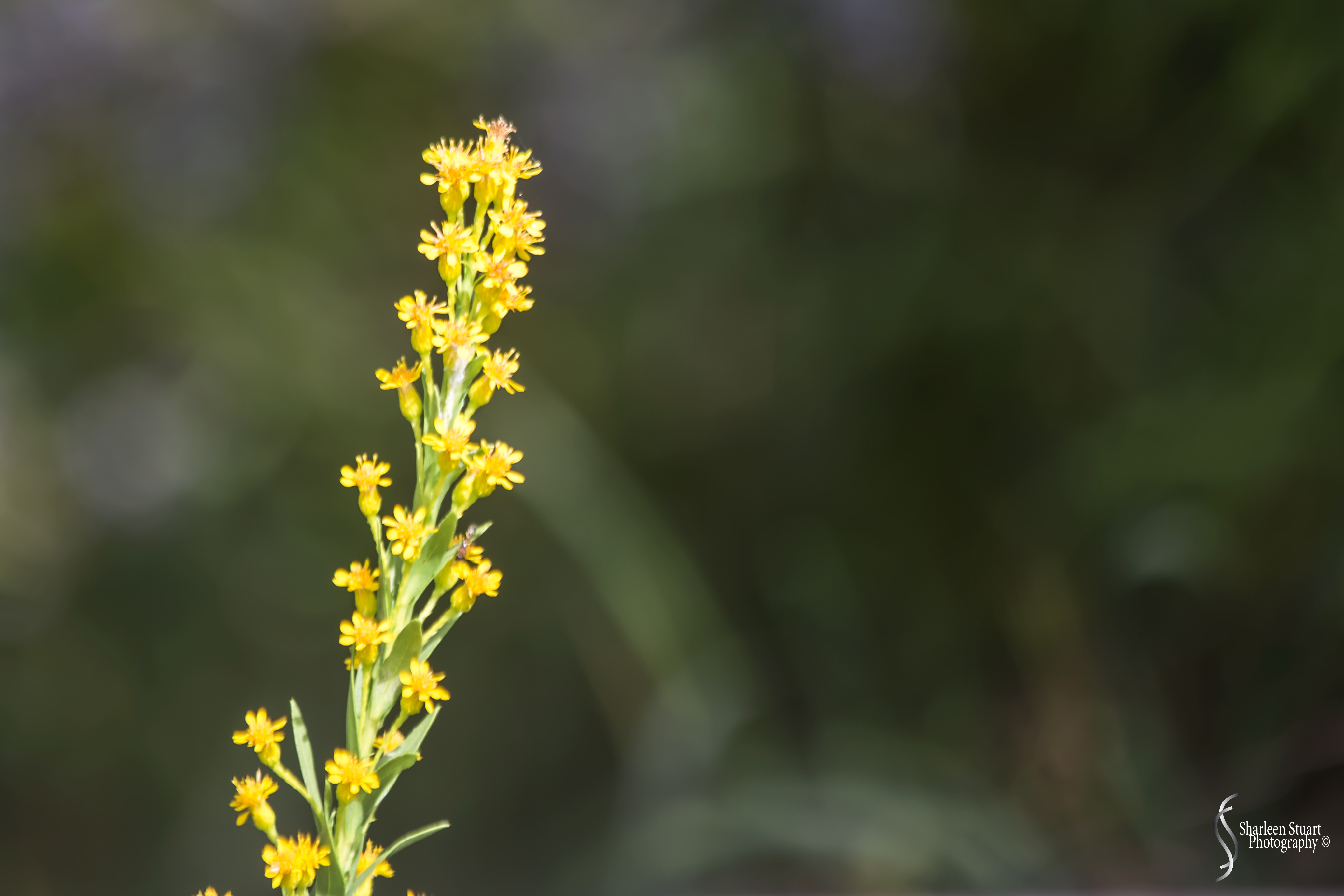 Cumberland Island trip Georgia:  October 11, 2019: 2453