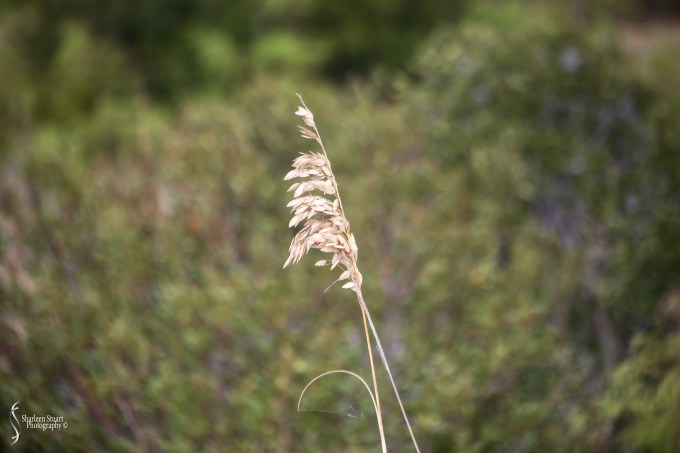 Cumberland Island trip Georgia:  October 11, 2019: 2455