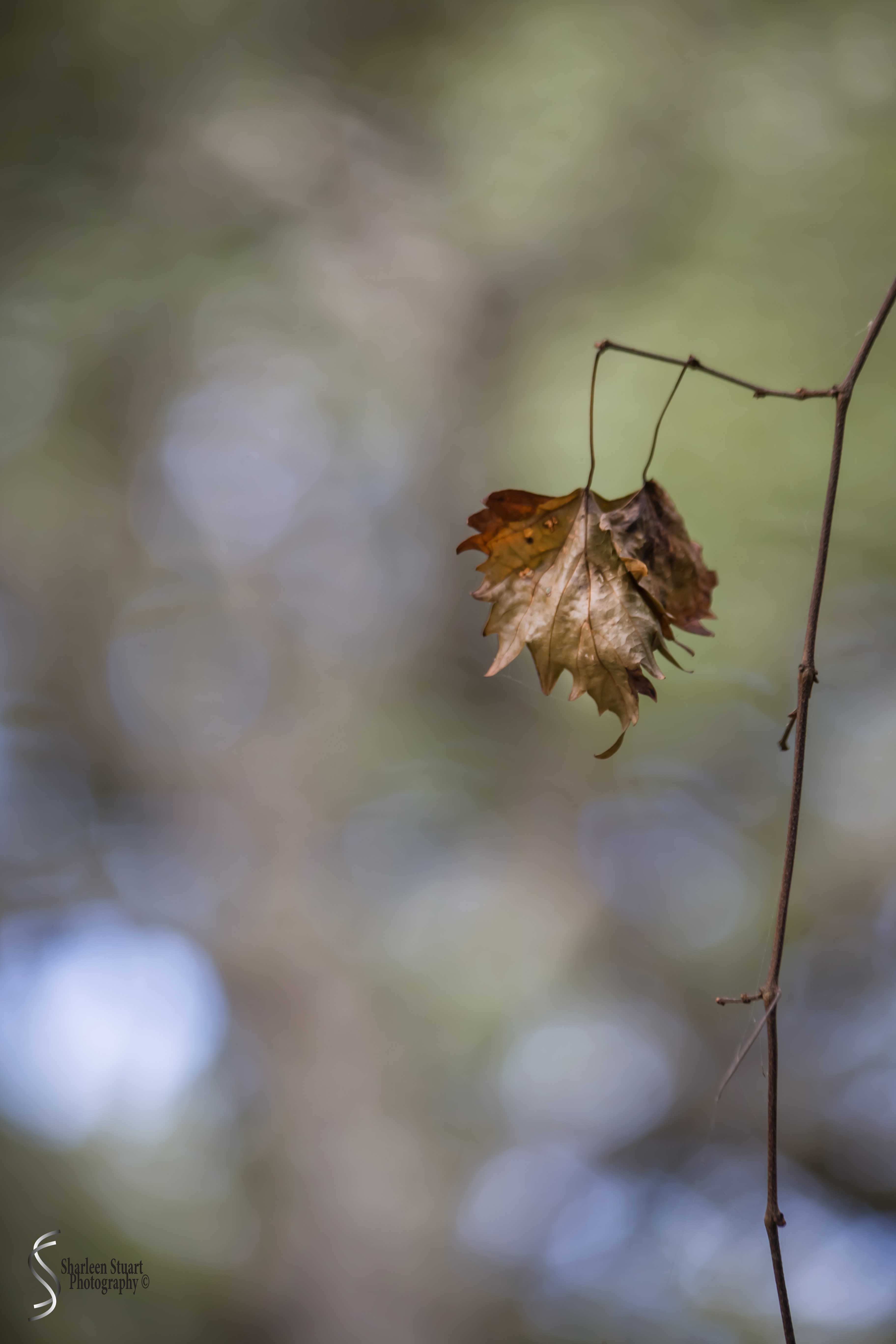 Cumberland Island trip Georgia:  October 11, 2019: 2462