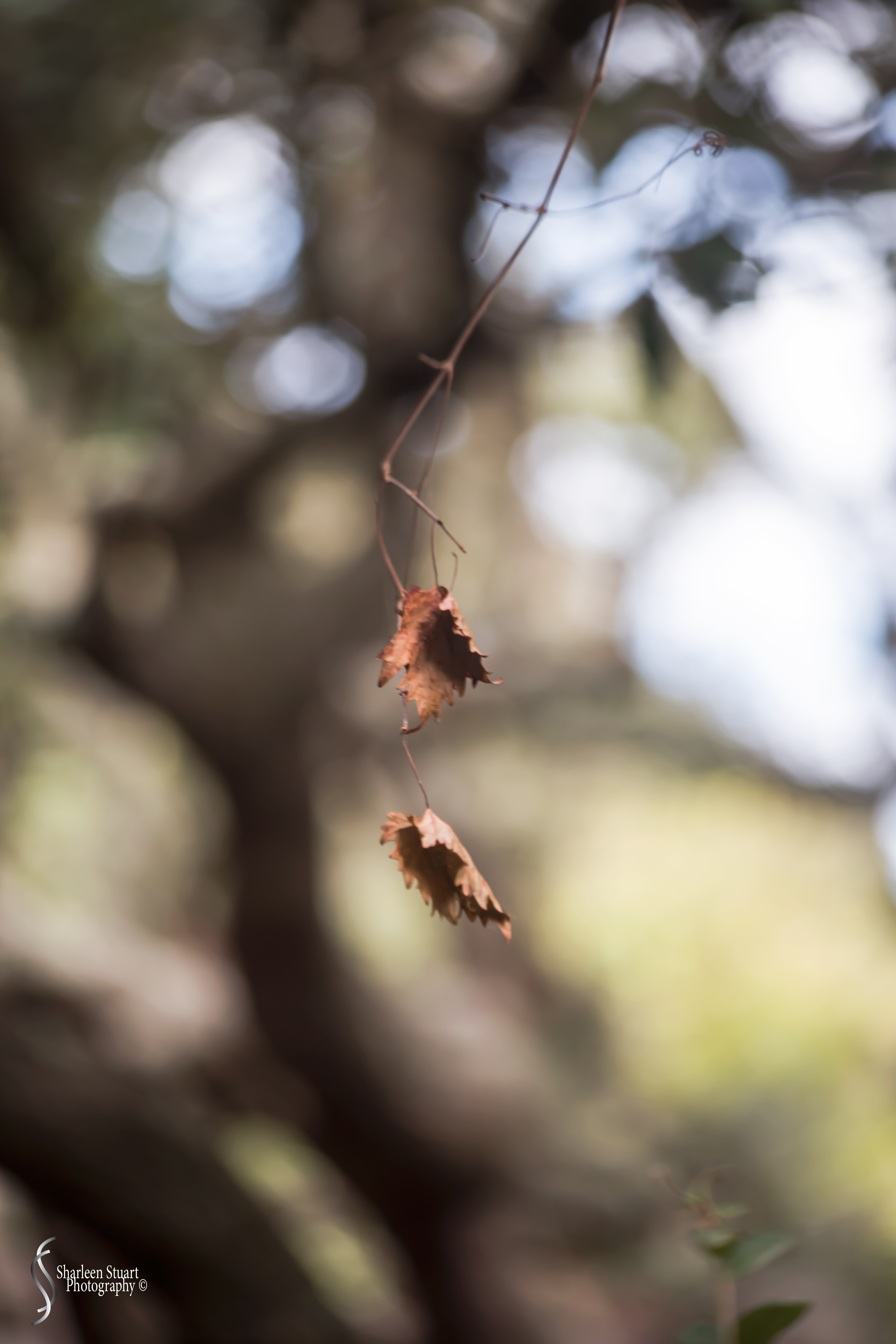 Cumberland Island trip Georgia:  October 11, 2019: 2463