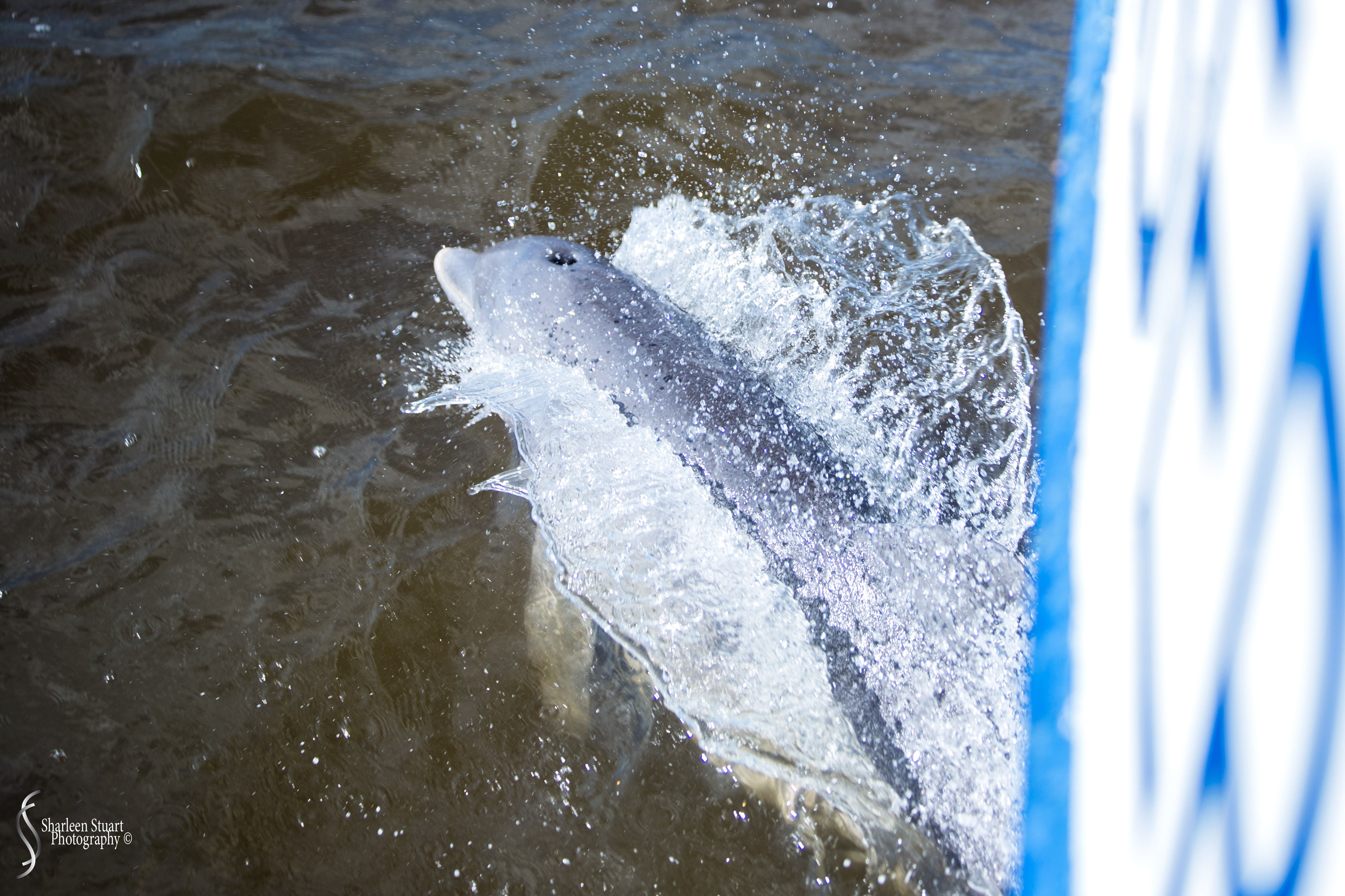 Cumberland Island trip Georgia:  October 11, 2019: 2581