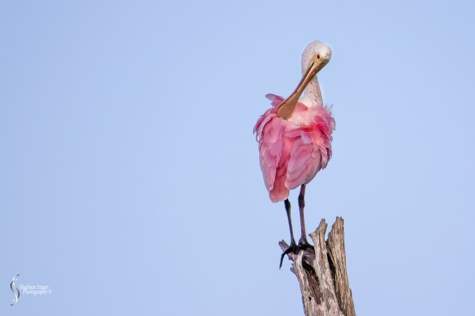 Green Cay Wetlands: August 22, 2015 6171