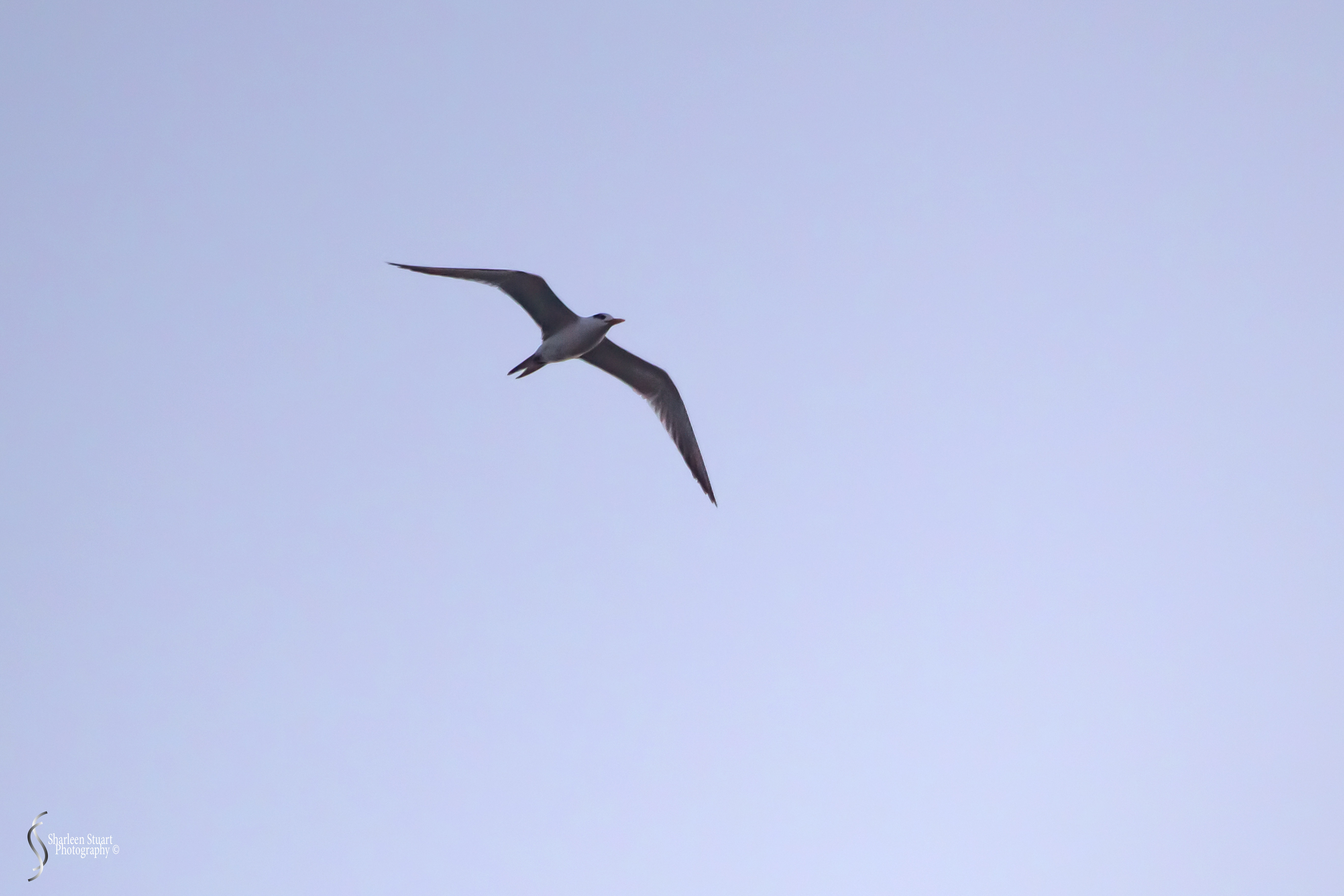 Deerfield Beach: Day before Hurricane Dorian: Nov 24, 2019: 8350