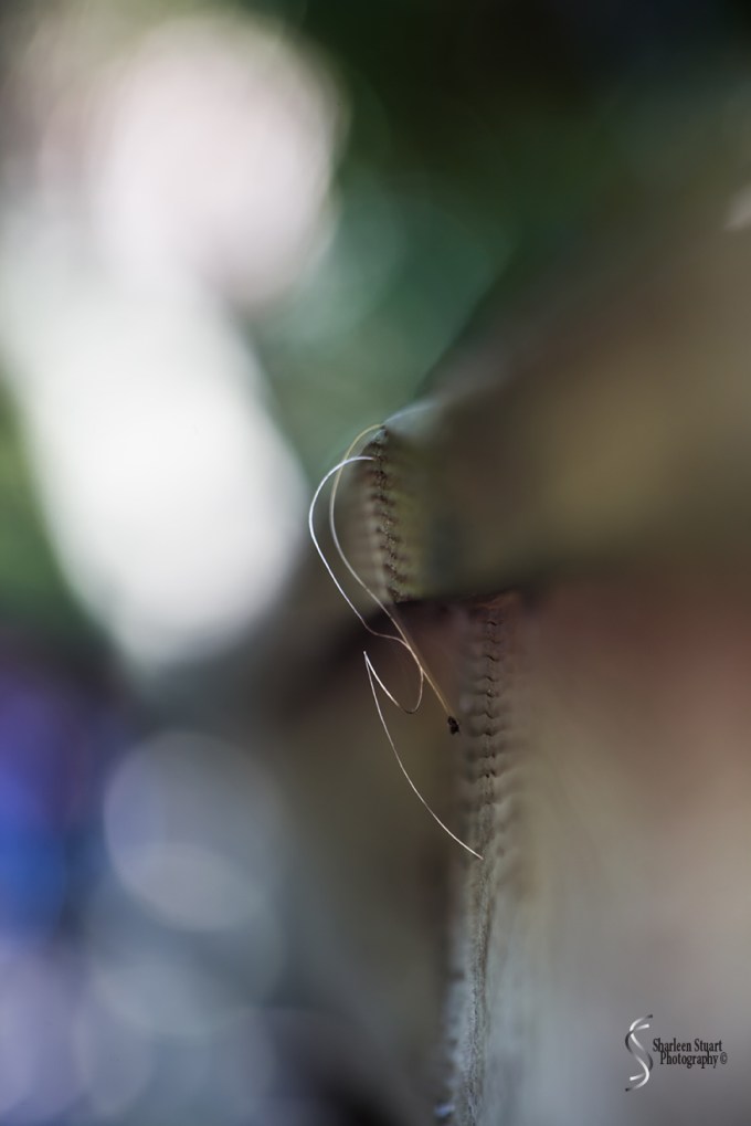 Green Cay Wetlands: June 3, 2018: