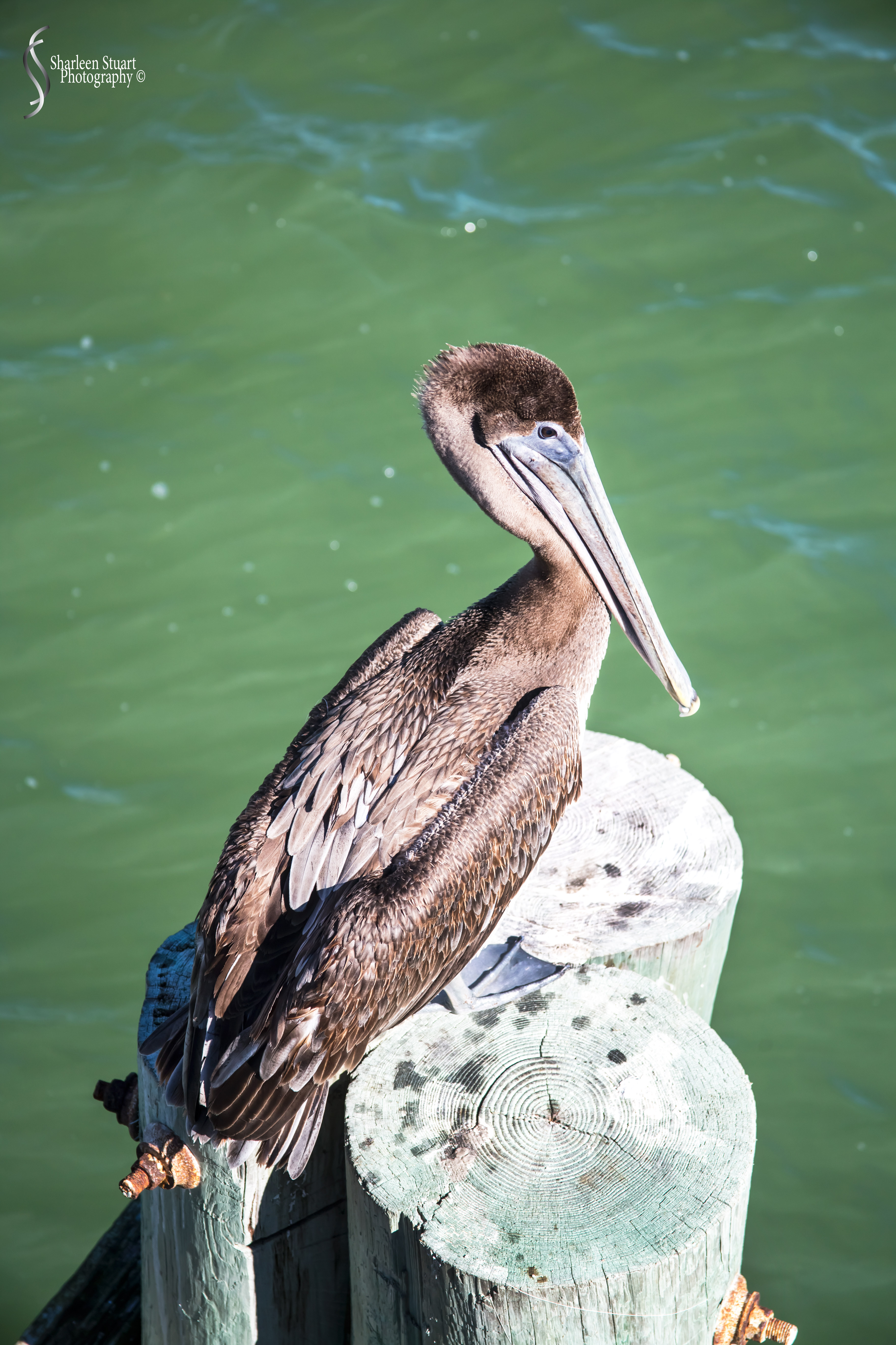 St Petersburg: Dec 15, 2019: 8579