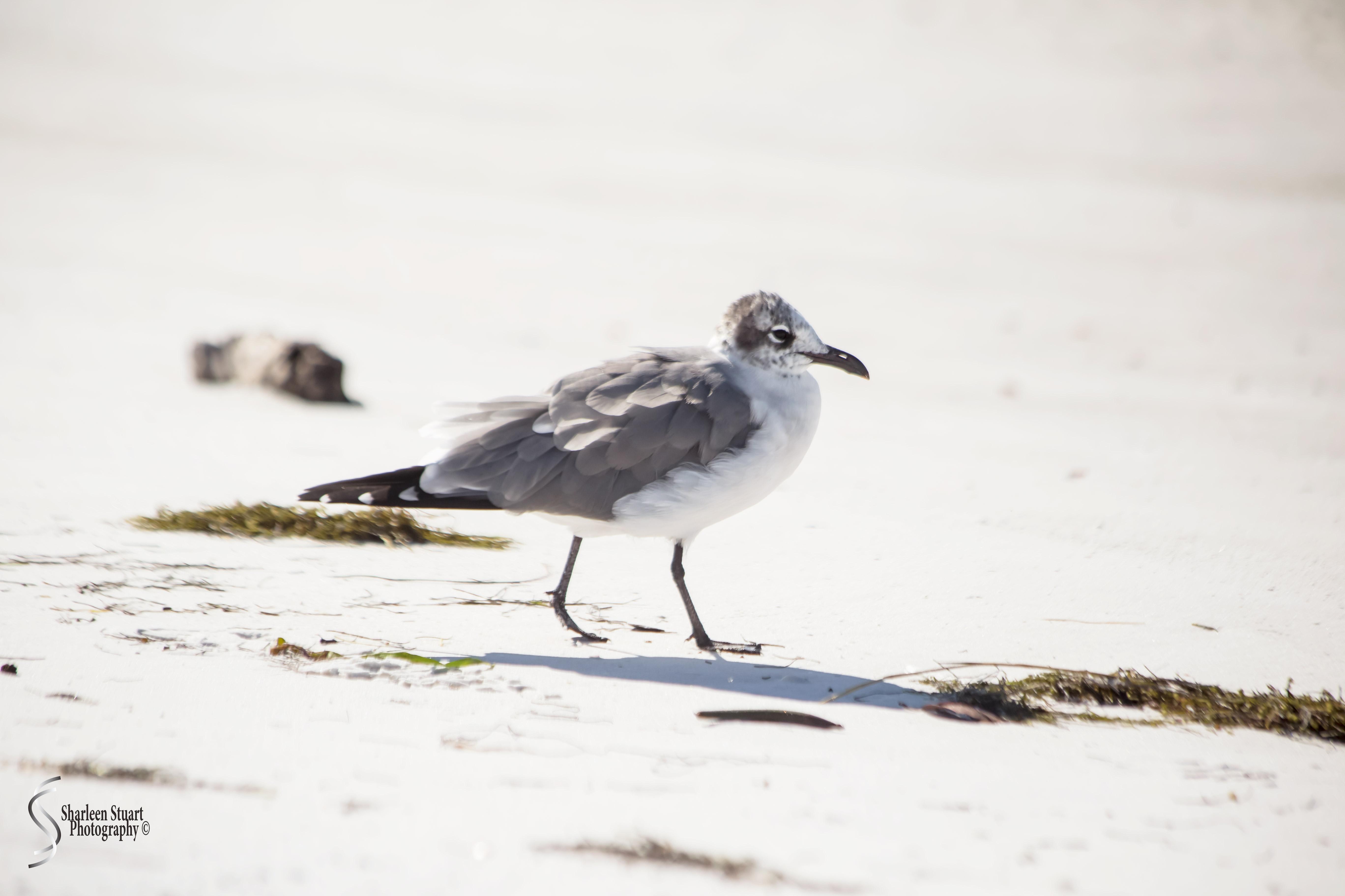 St Petersburg: Dec 15, 2019: 8632