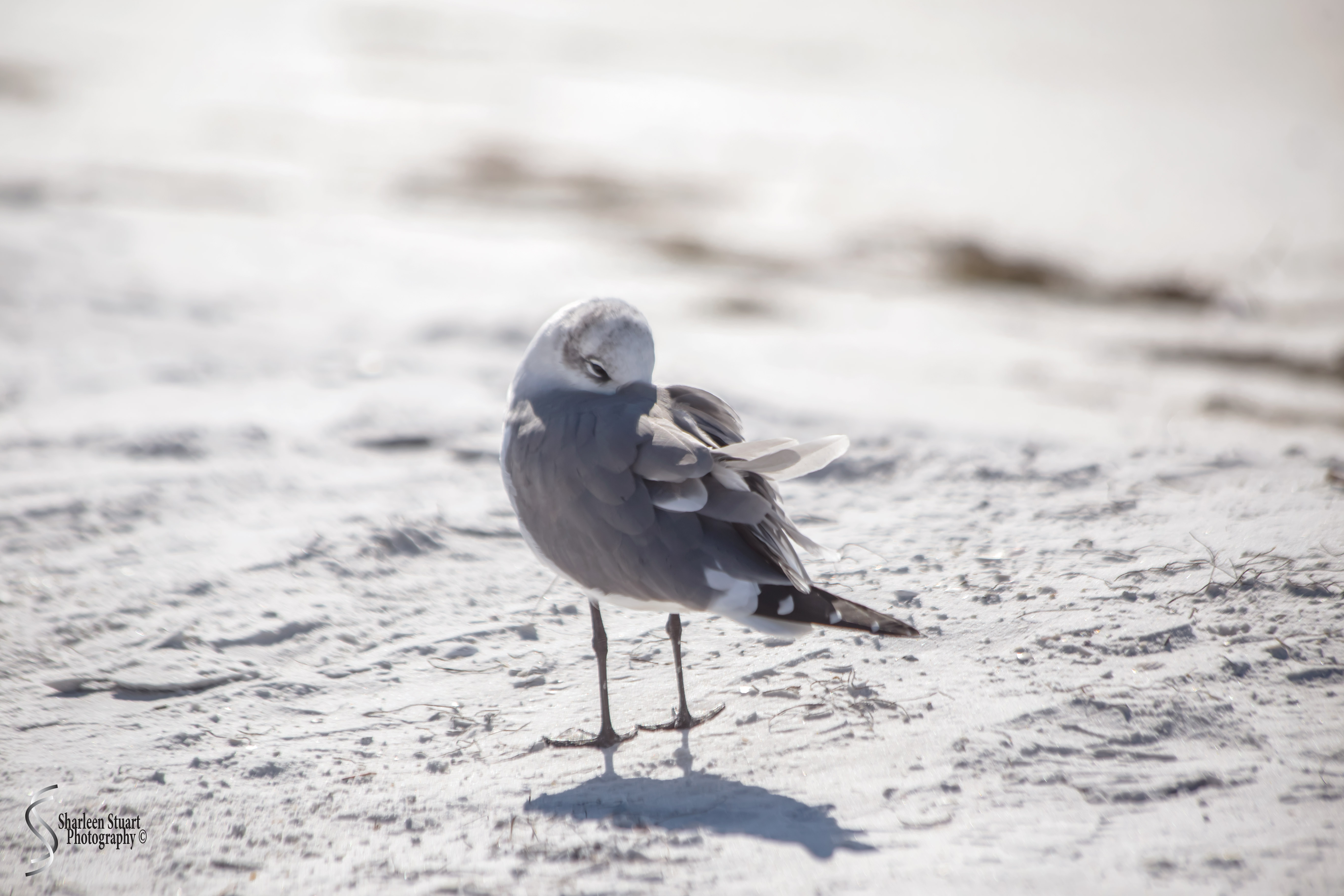 St Petersburg: Dec 15, 2019: 8687