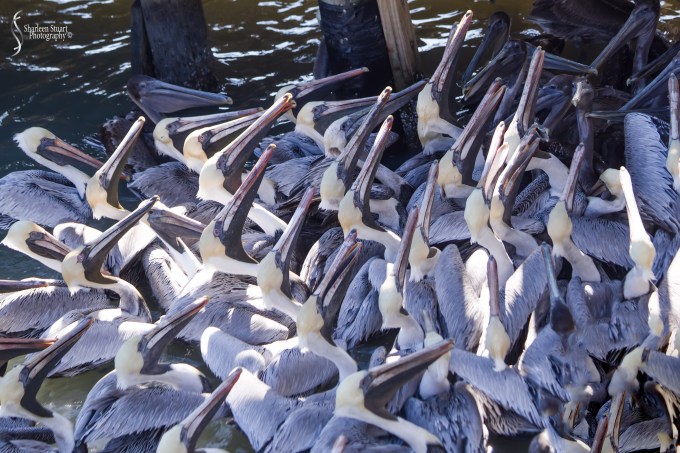 St Petersburg: Dec 15, 2019: 8694