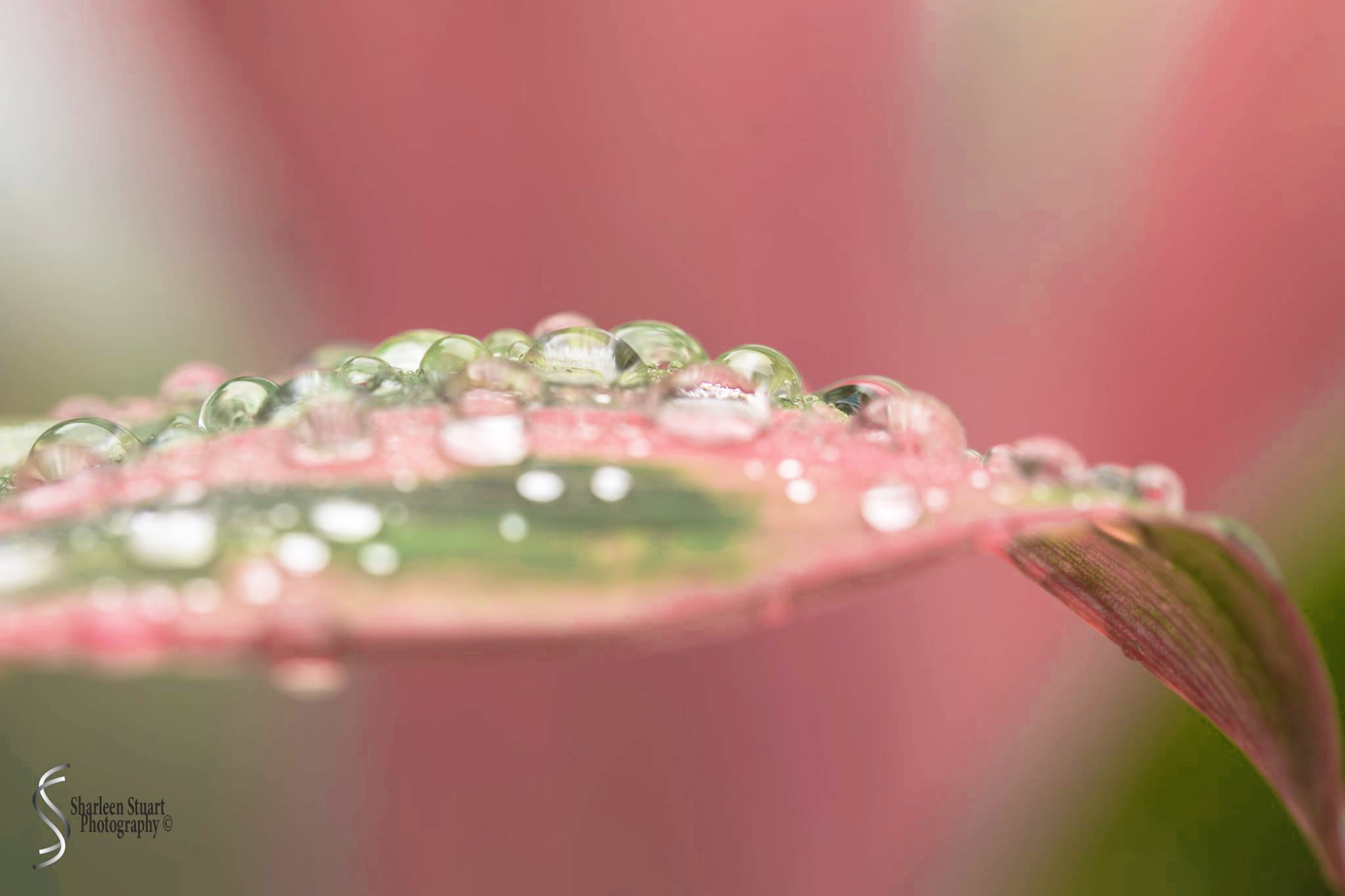 Share Six: Macro Jan 2020: