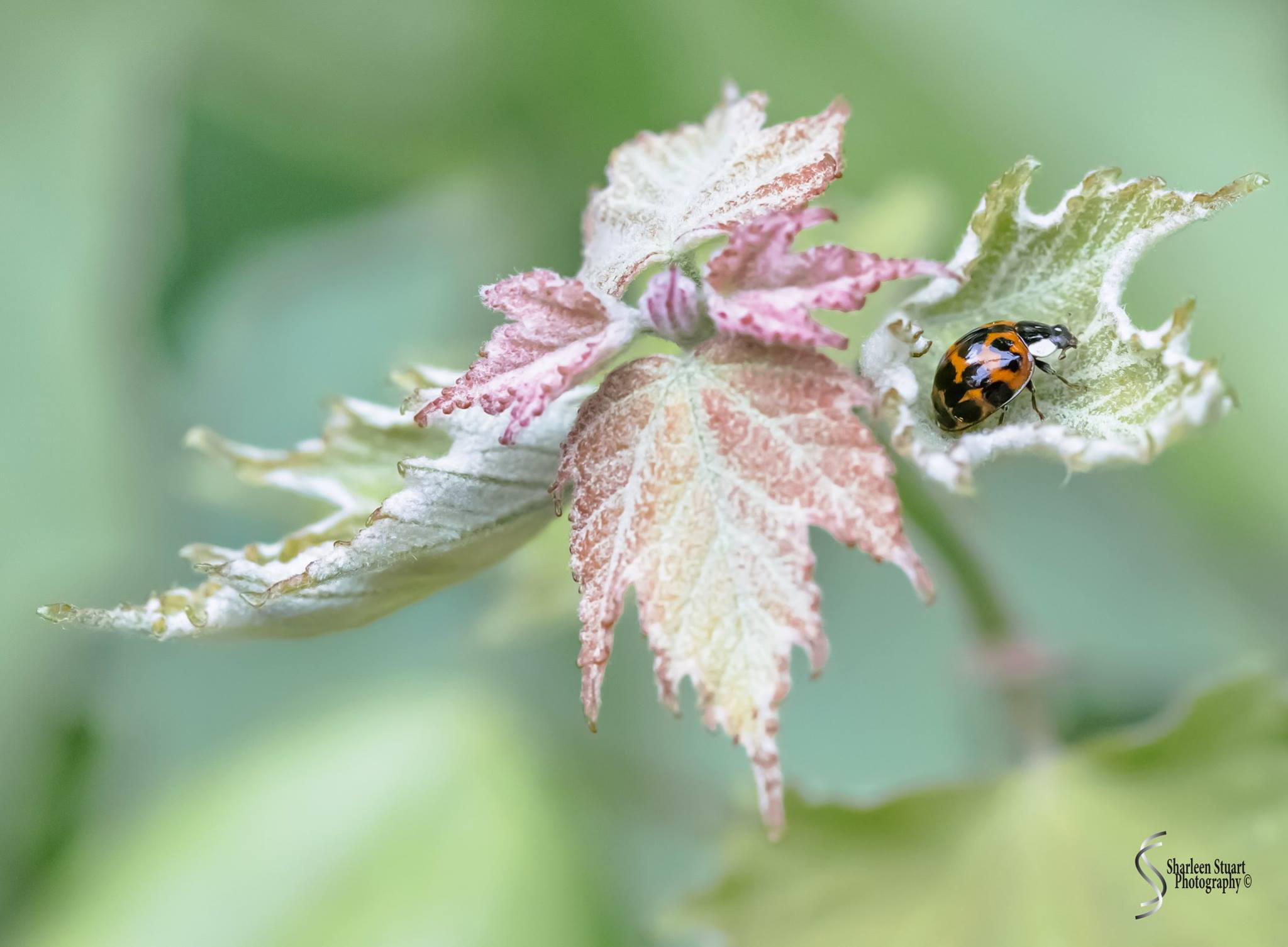 Share Six: Macro Jan 2020: