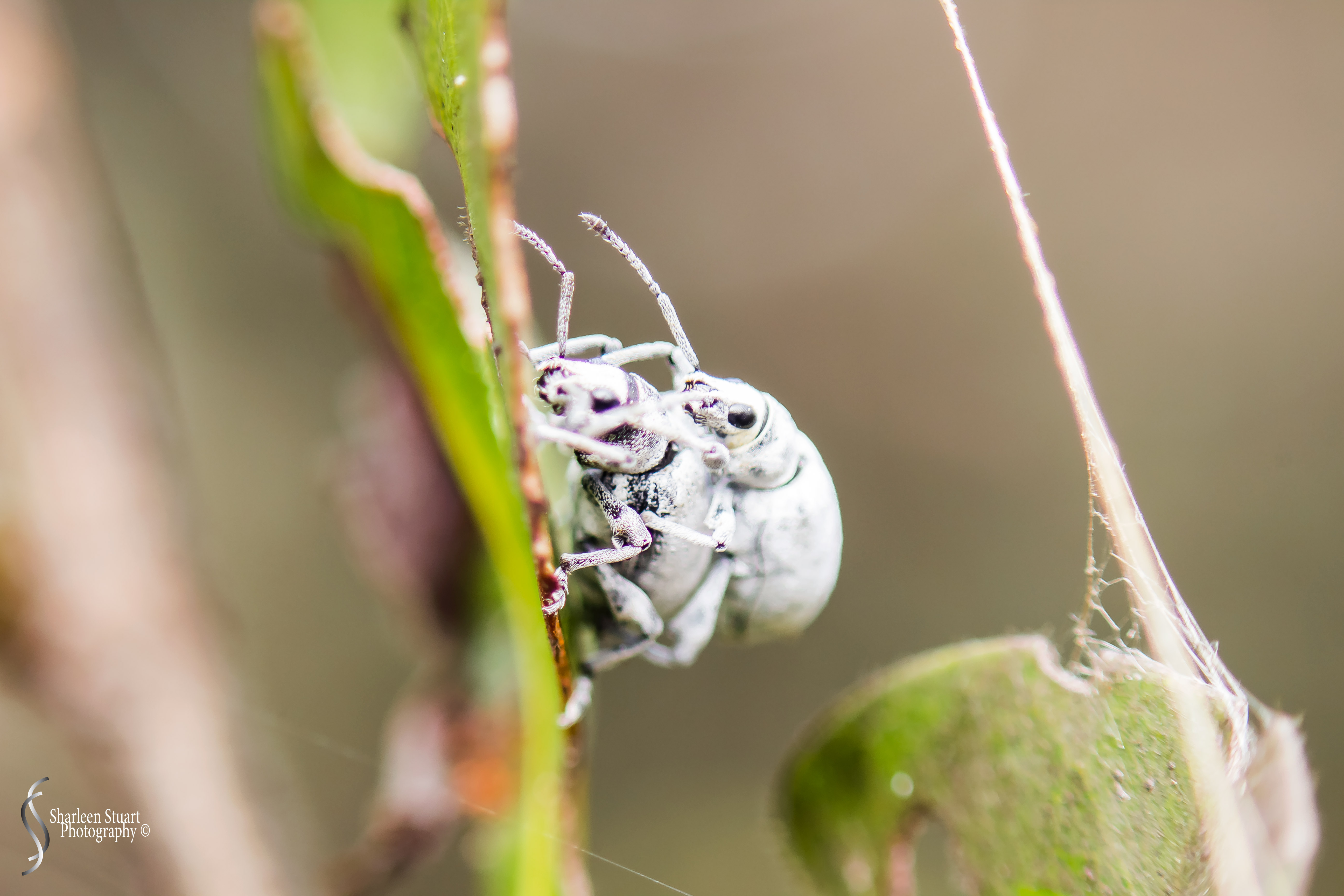 Share Six: Macro Jan 2020: 3315