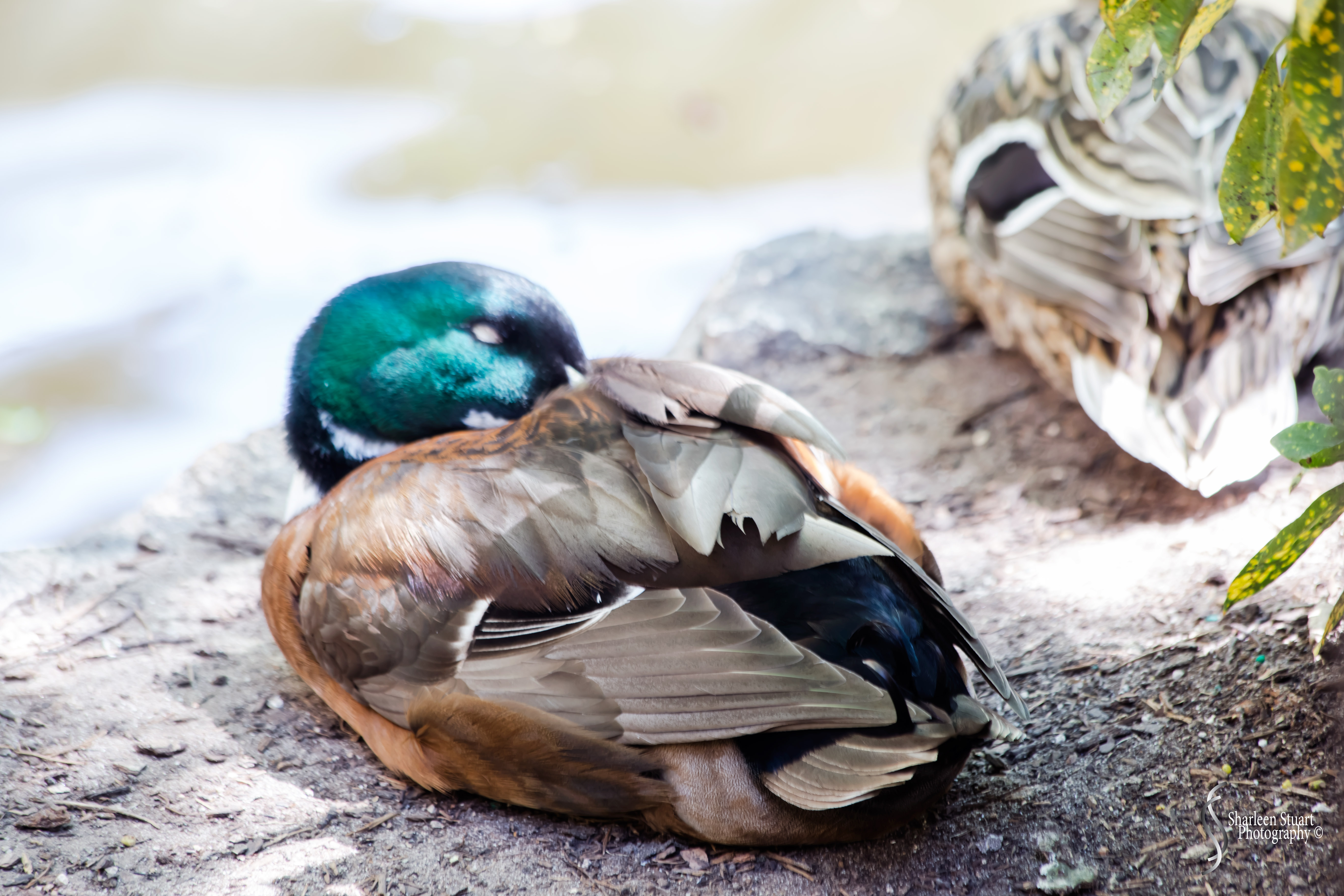 San Antonio: April 9-13, 2019: 3866