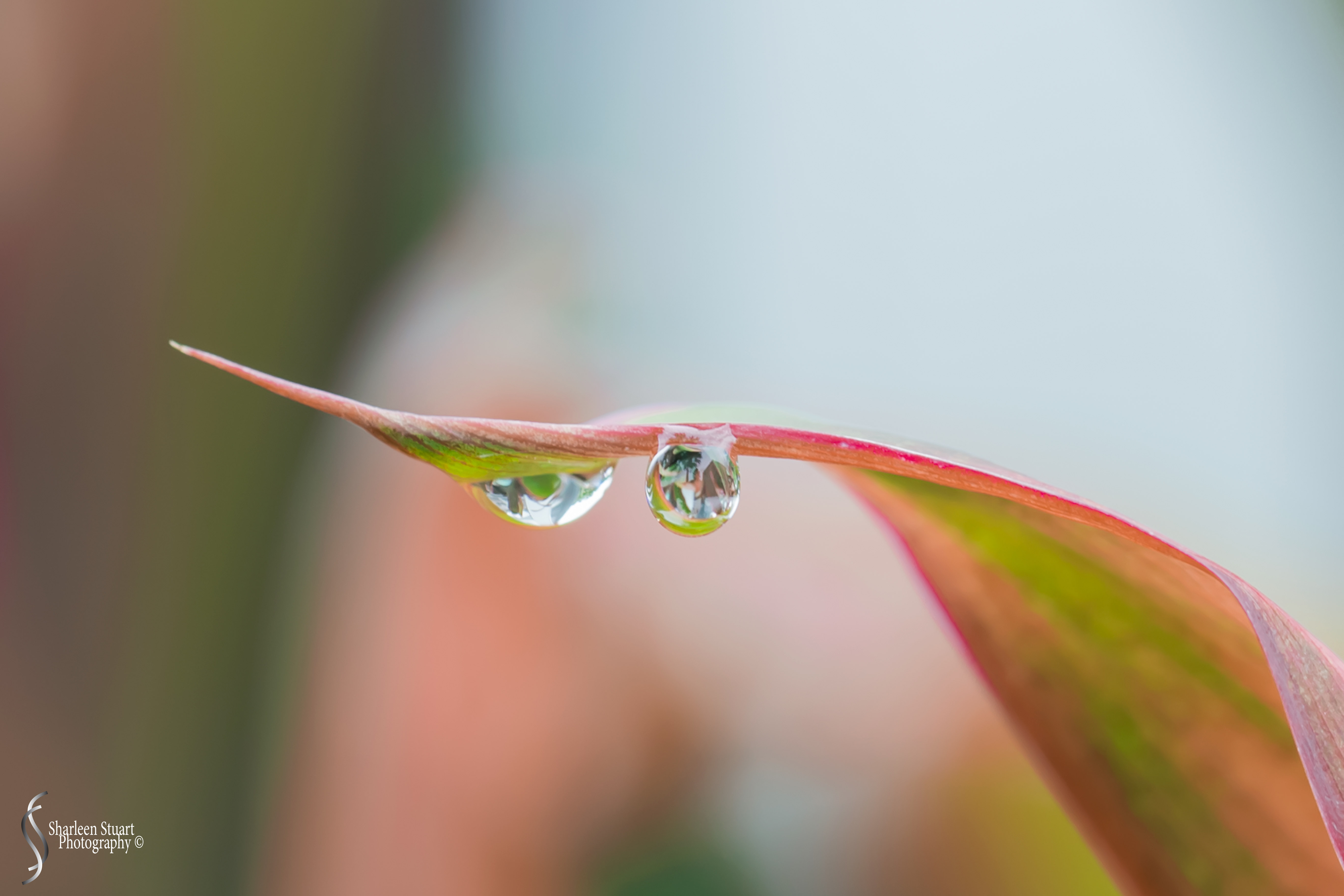 Out on the back canal: June 4, 2017: 4388