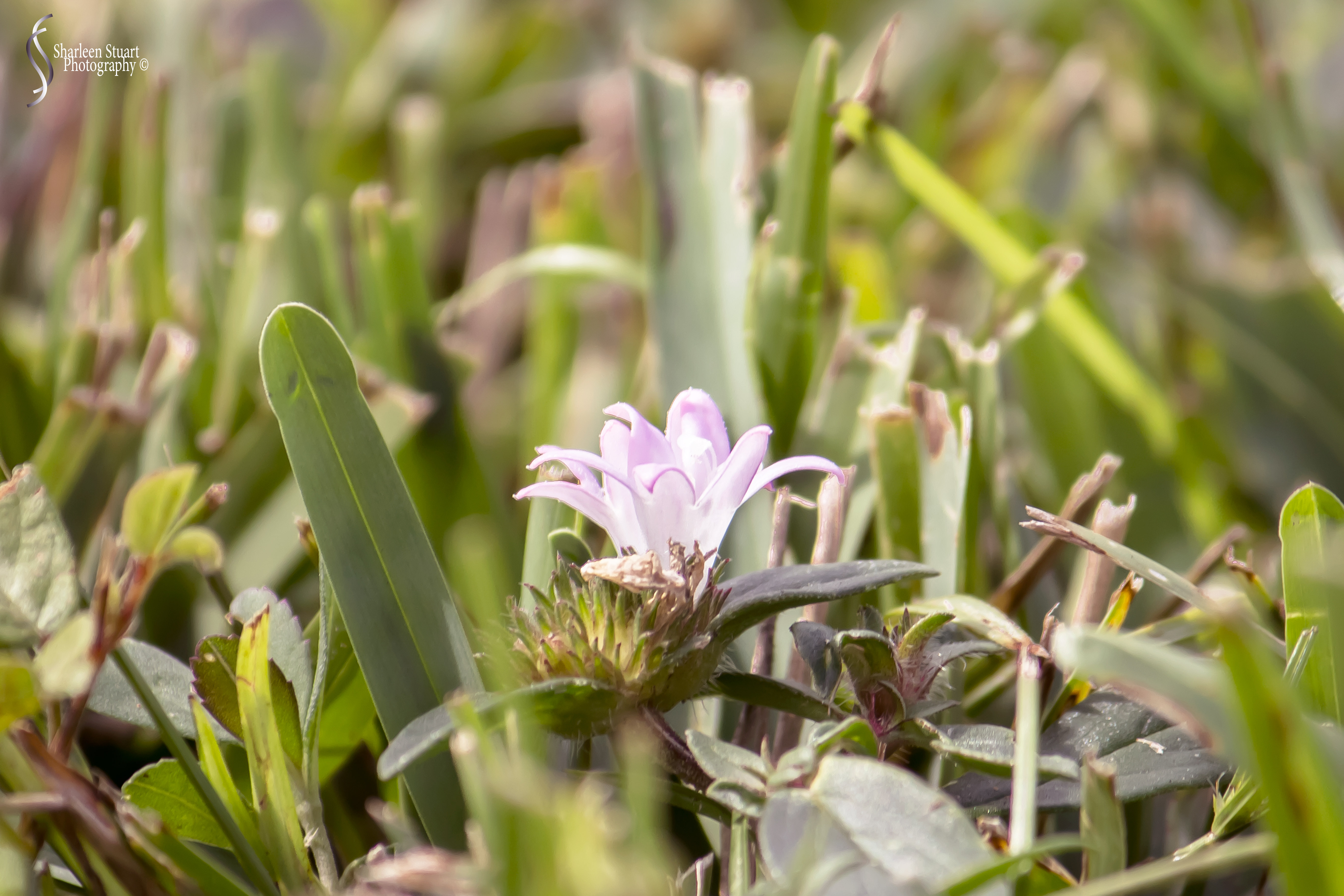 Share Six: Macro Jan 2020: 4815