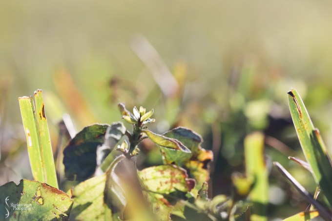 Share Six: Macro Jan 2020: 9366