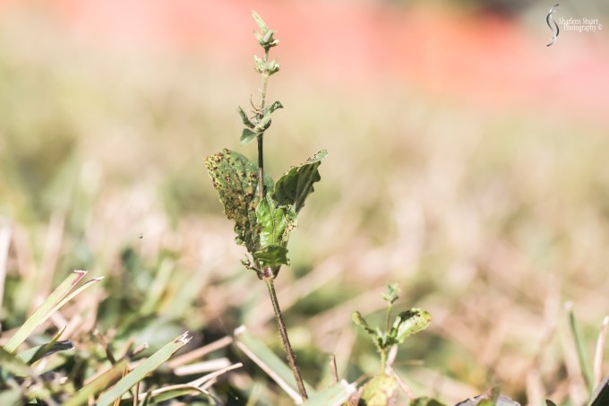 Share Six: Macro Jan 2020: 9369