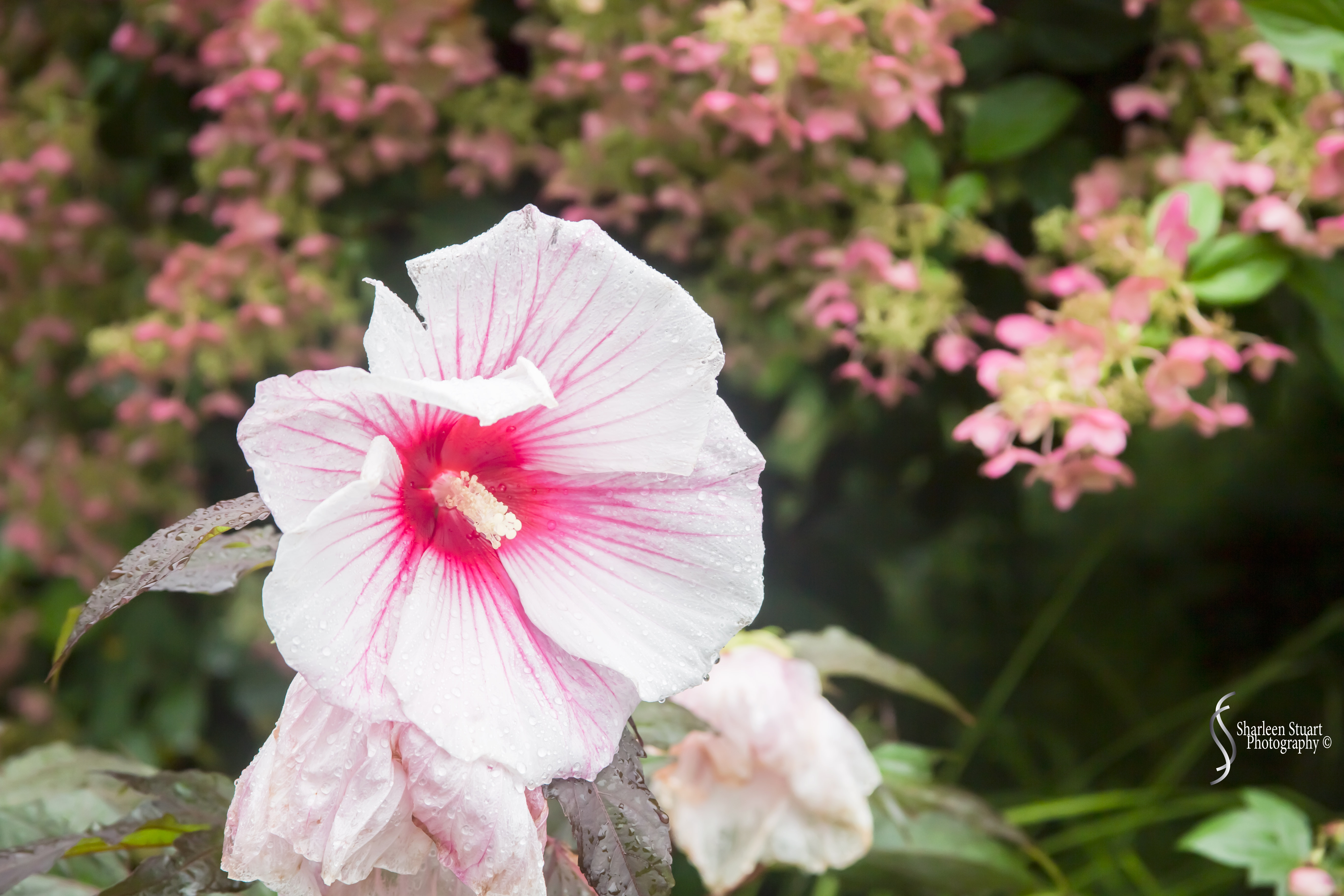 Maine, New Hampshire, Massachusetts:  September 2018: 0715