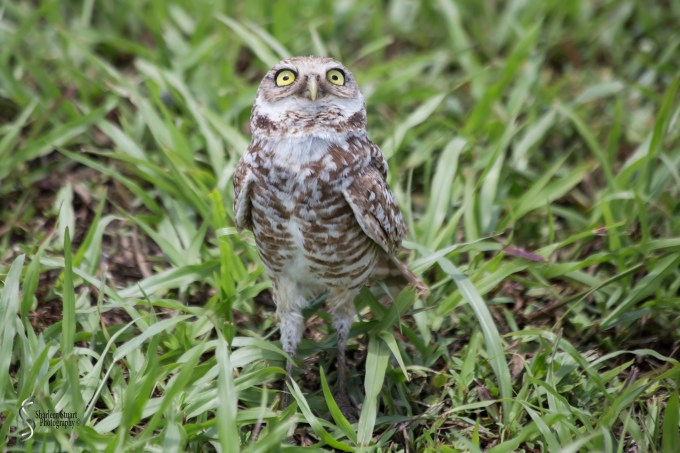 Burrowing Owls: Fort Lauderdale: May 17, 2019: 5069