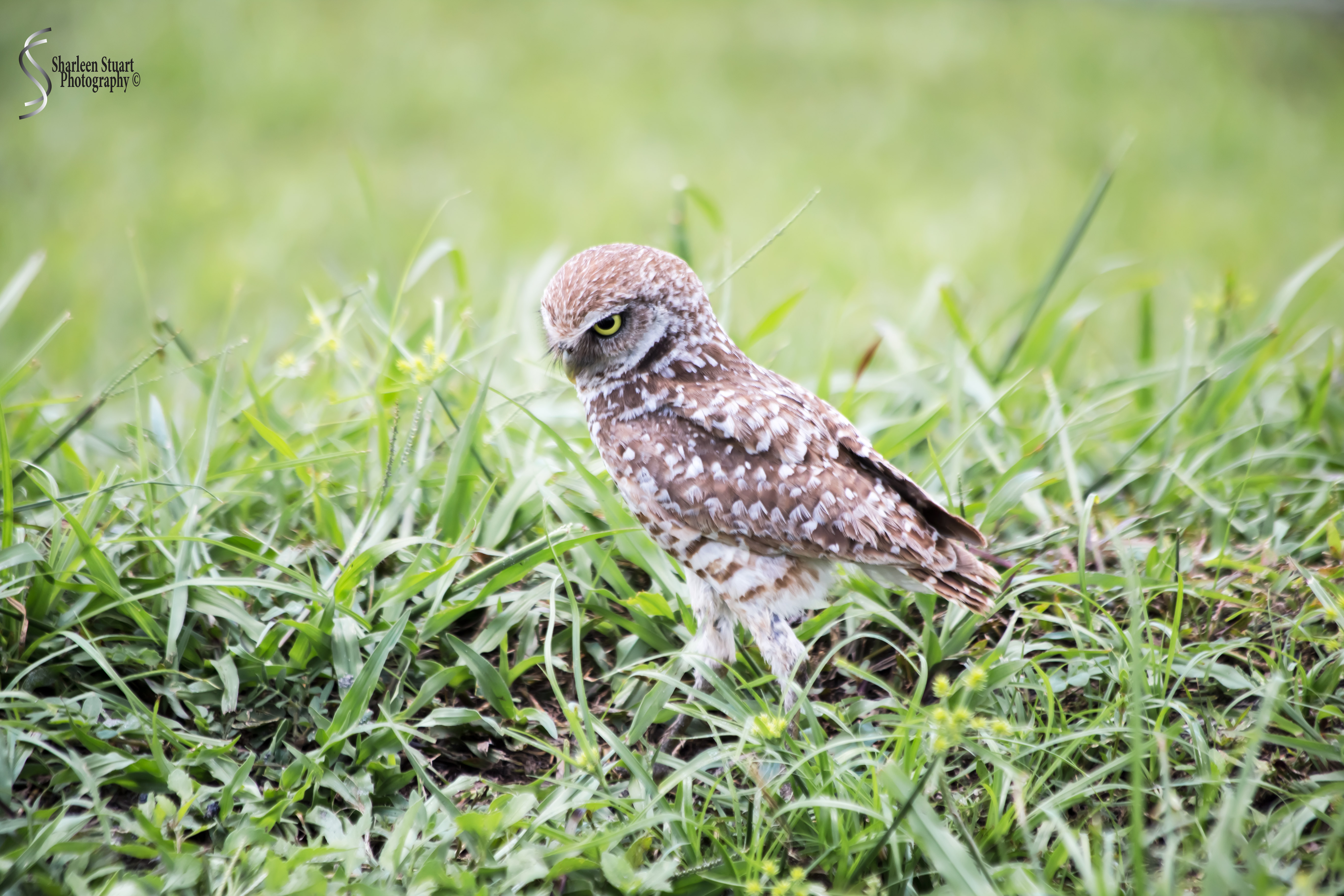 Burrowing Owls: Fort Lauderdale: May 17, 2019: 5076