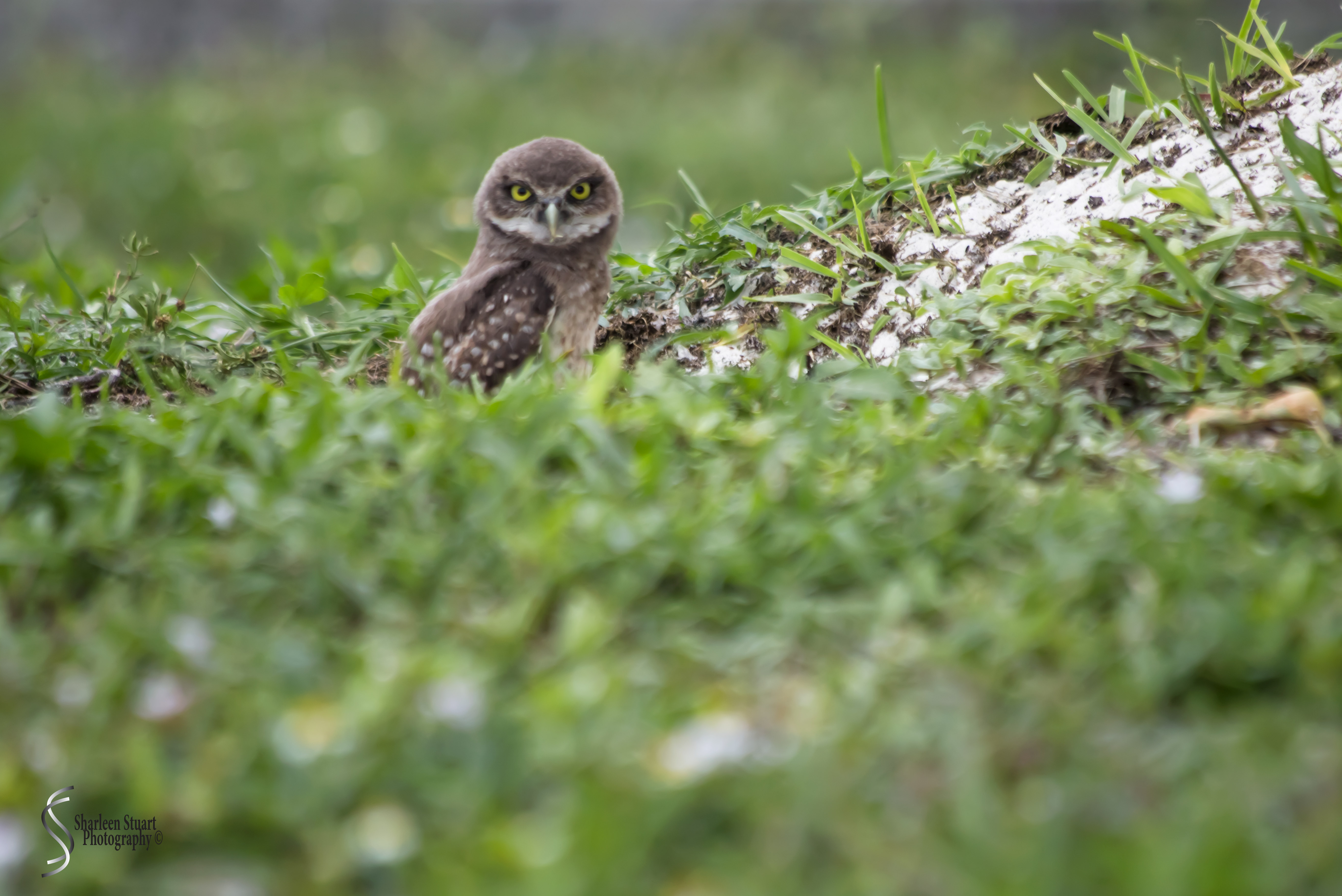 Burrowing Owls: Fort Lauderdale: May 17, 2019: 5133