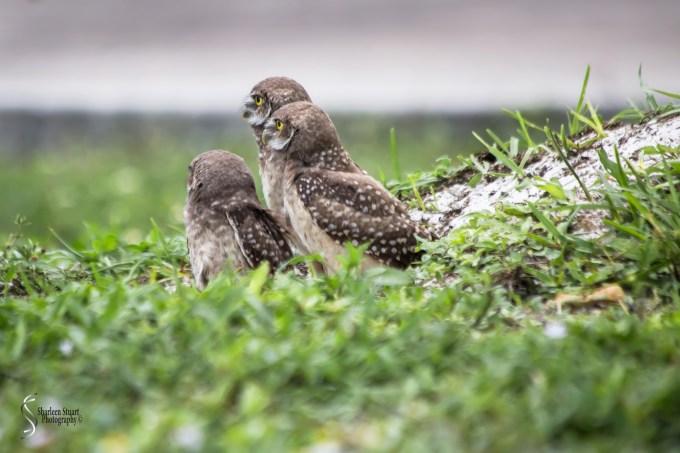 Burrowing Owls: Fort Lauderdale: May 17, 2019: 5138