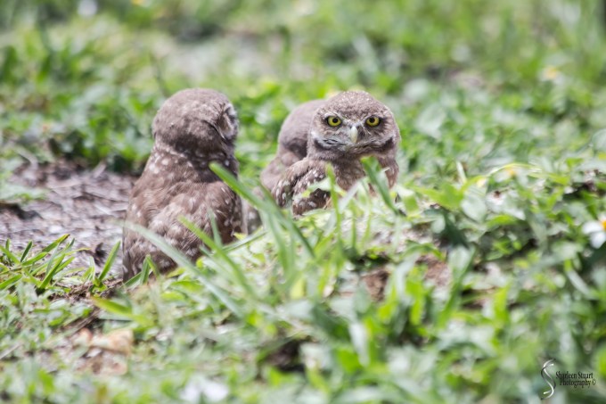 Burrowing Owls: Fort Lauderdale: May 17, 2019: 5155