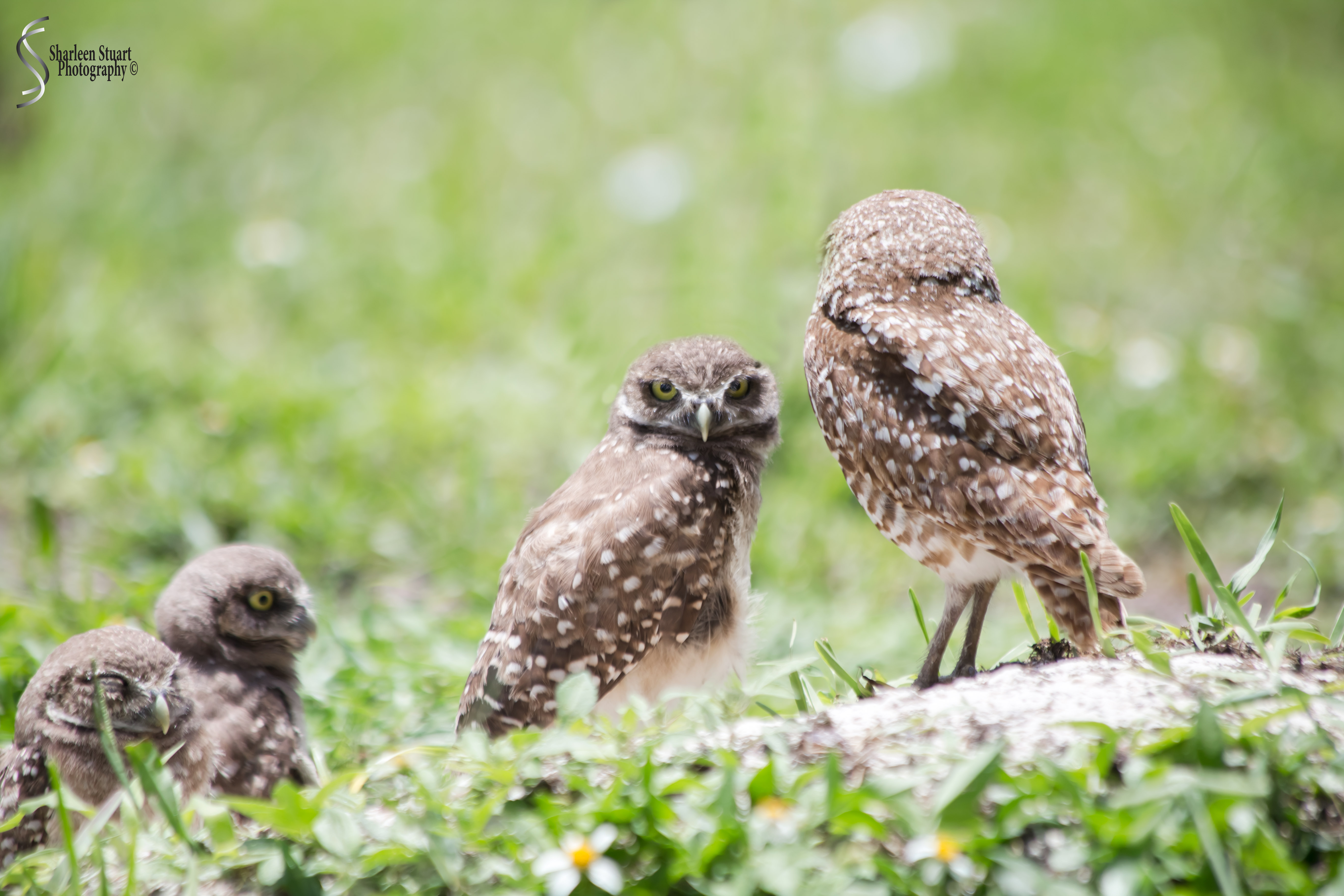 Burrowing Owls: Fort Lauderdale: May 17, 2019: 5163