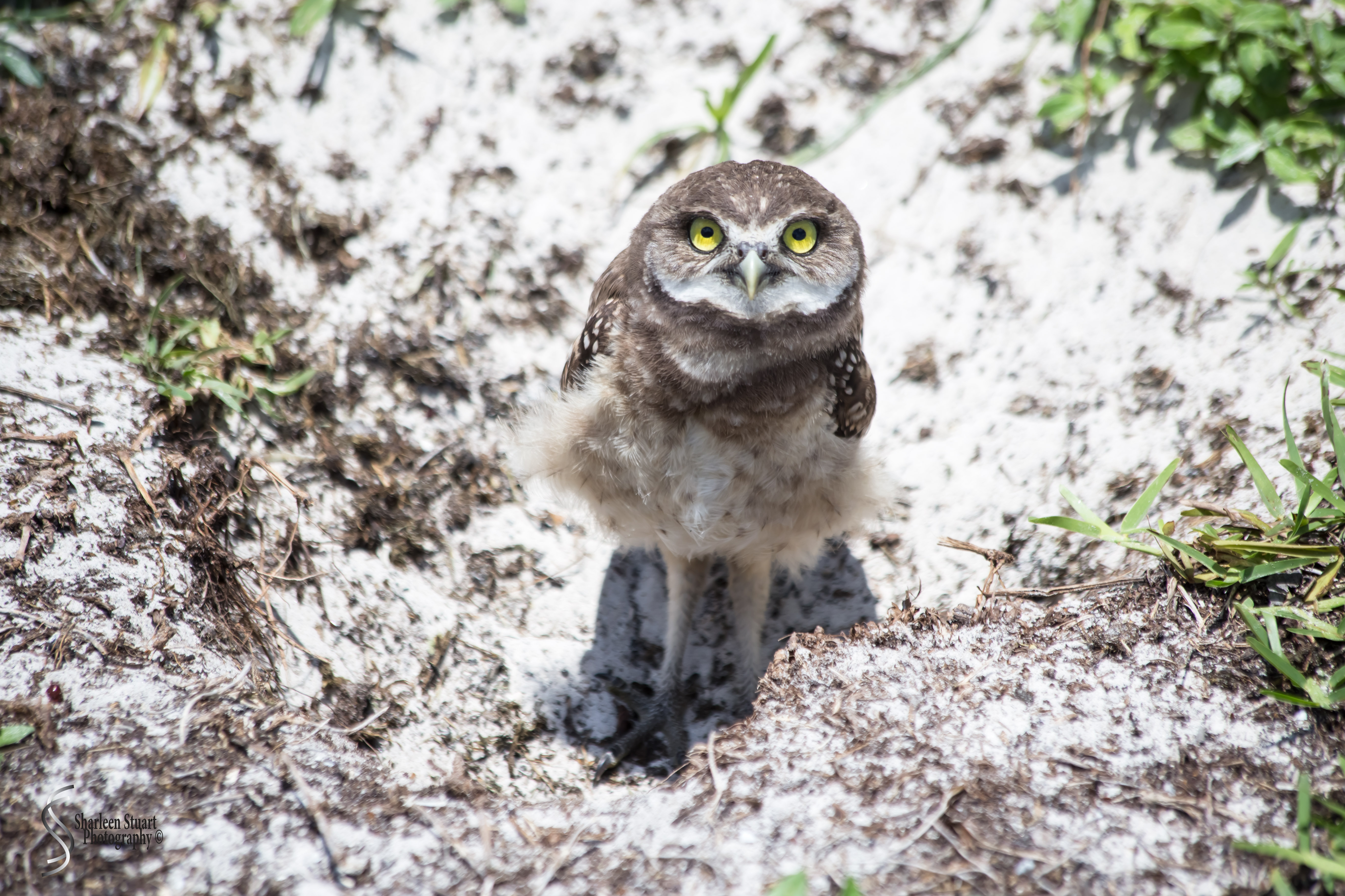 Burrowing Owls: Fort Lauderdale: May 17, 2019: 5179