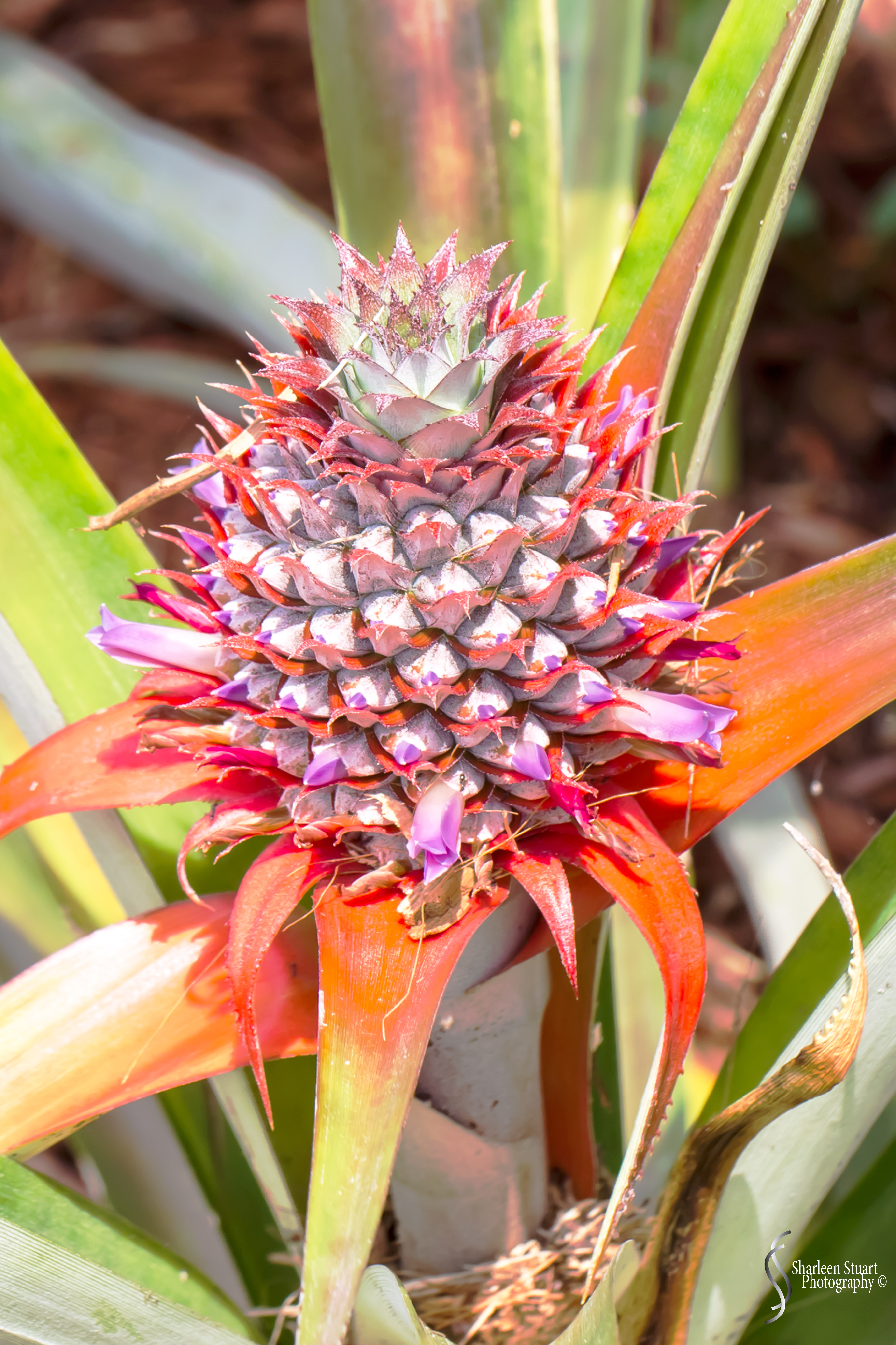 Out on the back canal: April 18 2020: 0236