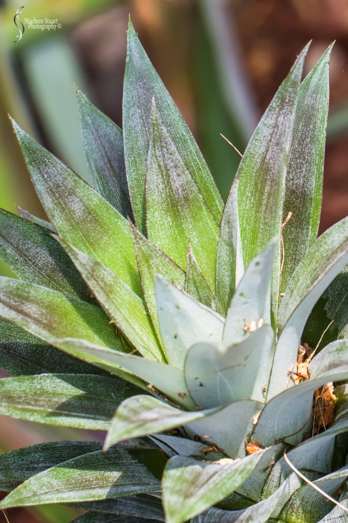 Out on the back canal: April 18 2020: 0237