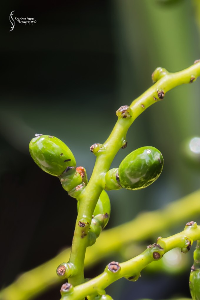 Out on the back canal: April 18 2020: 0248