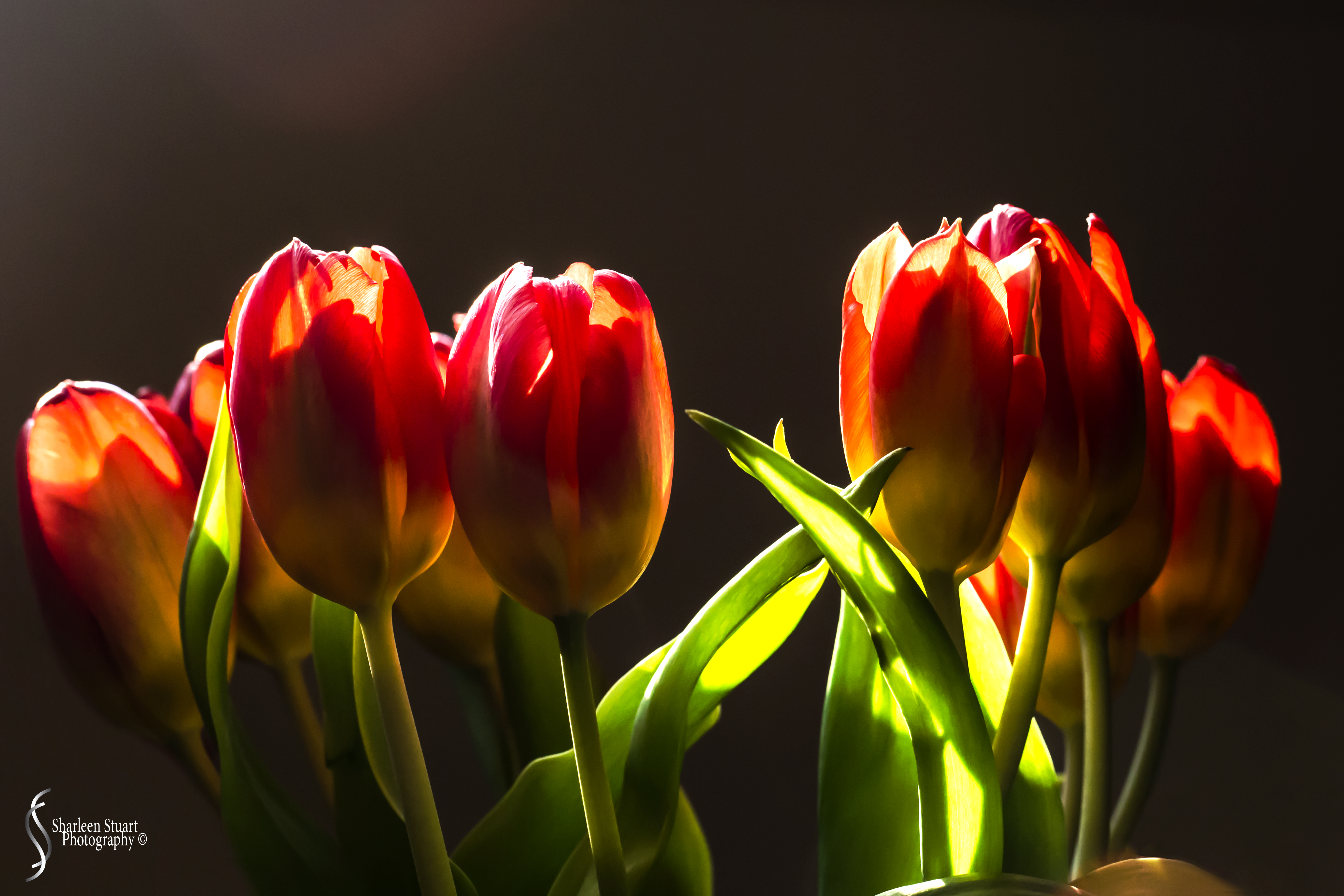 Simplicity:  April 19, 2020: 0303