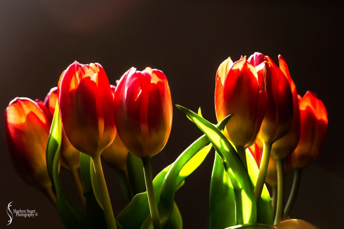 Simplicity:  April 19, 2020: 0303