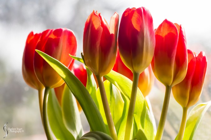 Simplicity:  April 19, 2020: 0305