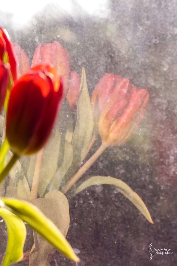 Simplicity:  April 19, 2020: 0308