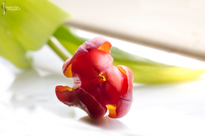 Simplicity:  April 19, 2020: 0320