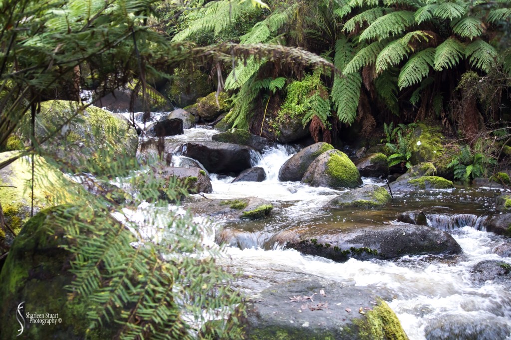 A serene view of a flowing creek surrounded by lush green ferns and moss-covered rocks in a tranquil forest setting.