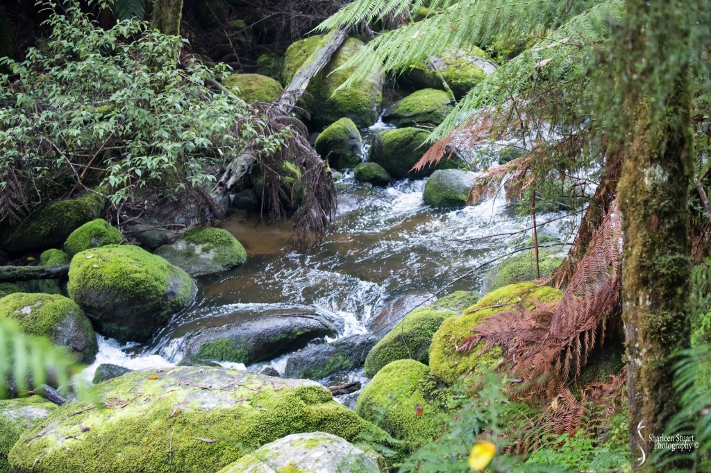 A serene view of a flowing stream surrounded by moss-covered rocks and lush green foliage, evoking a sense of tranquility in a natural setting.