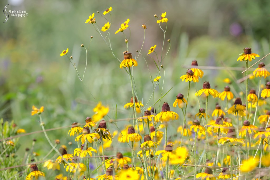 A field of vibrant yellow flowers with brown centers, consisting of various blooming plants swaying gently in a soft breeze.