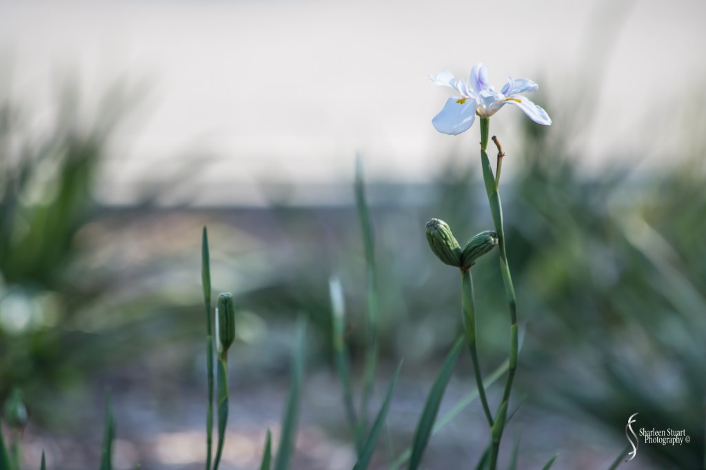 A close-up of a white flower with delicate petals, standing tall among green shoots and leaves.