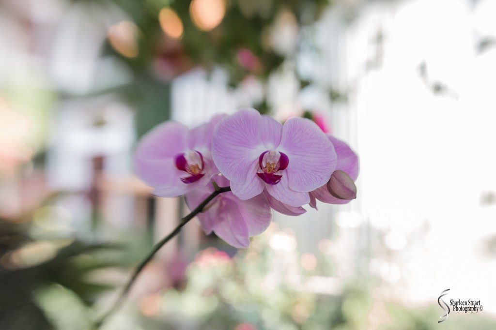 Close-up of pink orchid flowers with a blurred background of greenery.