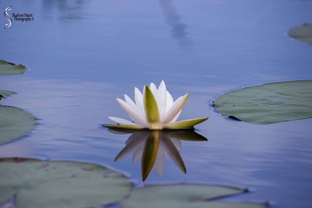 A single white water lily floating on calm water, reflecting its image in the surface, surrounded by green lily pads.