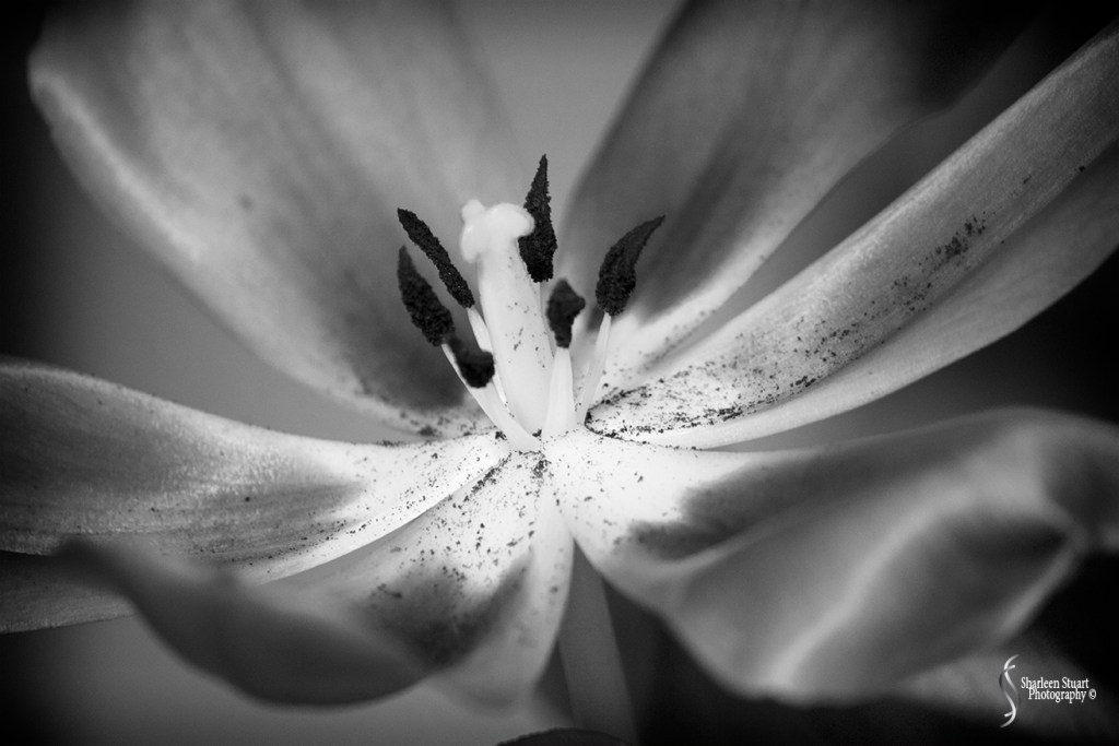 Close-up of a black and white flower, showcasing delicate petals and reproductive parts with pollen detail.